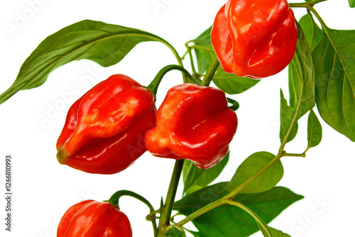 Red habanero chili peppers isolated white background, capsicum chinense, hottest spice with wrinkled or dimpled skin intense spiciness flavor, culinary ingredient photo