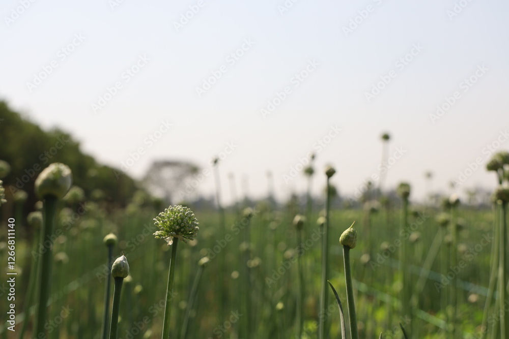A field full of green onion flower buds waiting to blossom in spring.