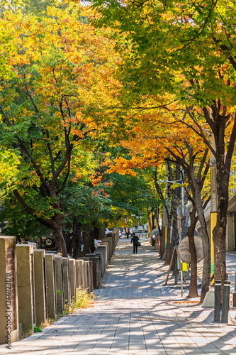 Photography South Korea Autumnal City Street of yellow ginkgo tree beside footpath road and
