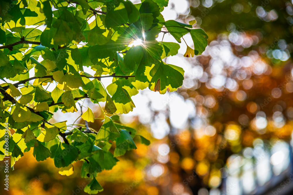 the beautiful autumn color of Japan green colors of The ginkgo tree on tree