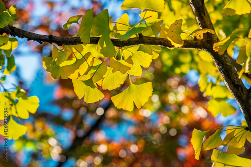 Obraz na płótnie the beautiful autumn color of Japan green colors of The ginkgo tree on tree w salonie