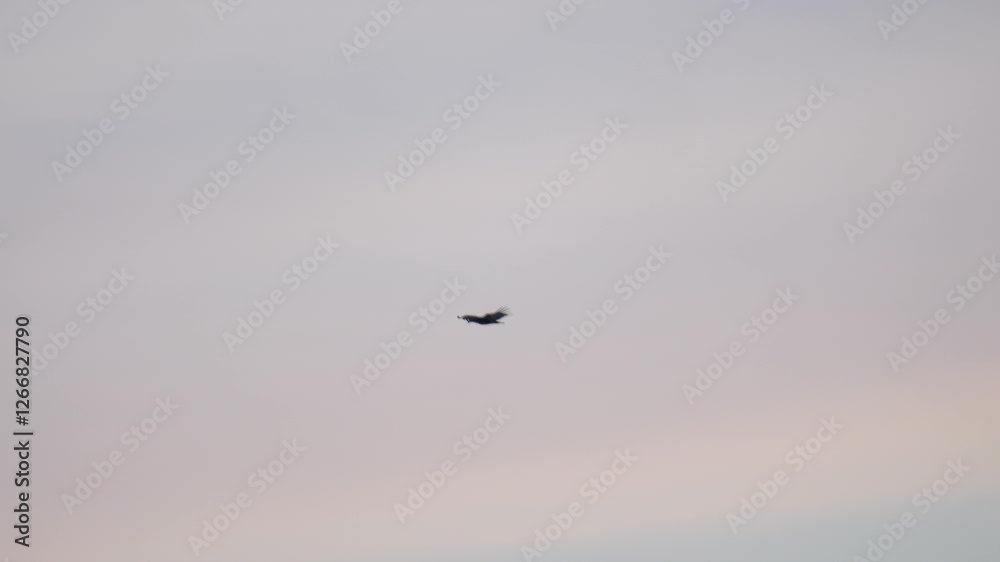 Majestic white-tailed eagle flying over a frozen lake at dusk, hunting for prey while distant birds swim safely. Slow-motion wildlife scene. Majestic white-tailed eagle flying over a frozen lake at dusk, hunting for prey while distant birds swim safely. Slow-motion wildlife scene.