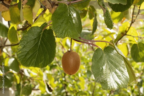 Ripe Kiwi Hanging on Tree Branch photo