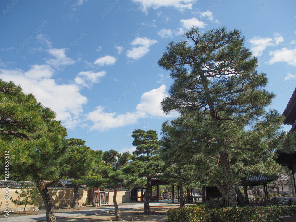 Tree-lined path under blue sky and white clouds Tree-lined path under blue sky and white clouds