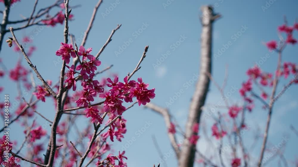 The blooming cherry blossoms sway with the breeze The blooming cherry blossoms sway with the breeze