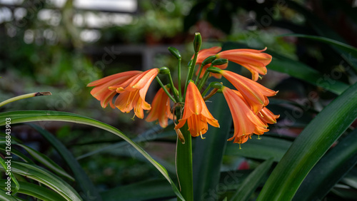 Orange clivia or natal lily or bush lily is genus of monocot flowering plants in family amaryllidaceae. Cultivation of exotic tropical plants in greenhouses and glasshouses photo