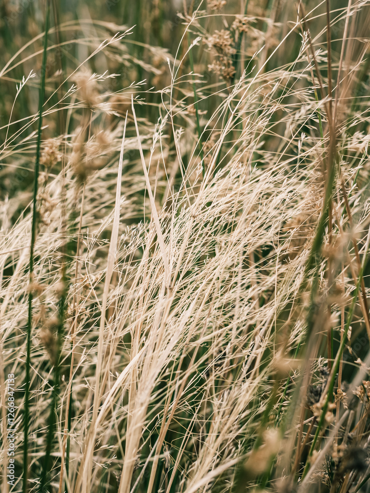 Fototapeta premium Grass reeds