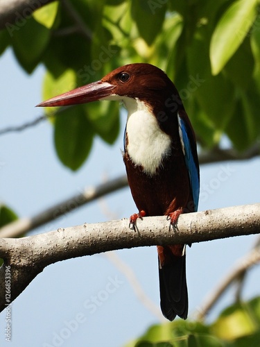 White-throated Kingfisher, Watching the fish on the branch.