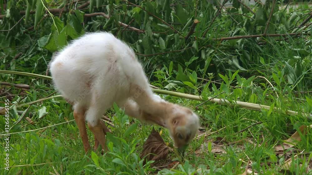 Albino greater rhea chick, its scientific name is Rhea americana Albino greater rhea chick, its scientific name is Rhea americana