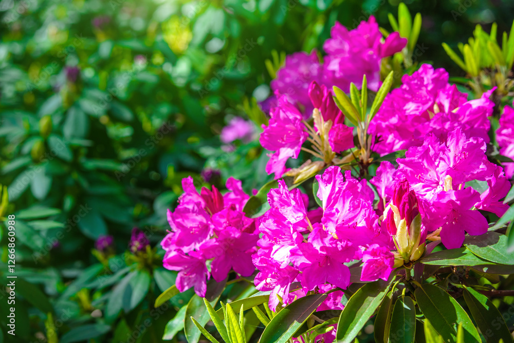 pink rhododendron blooms in the Botanical garden
pink rhododendron blooms in the Botanical garden