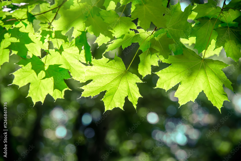 Green nature background with maple leaves
Green nature background with maple leaves