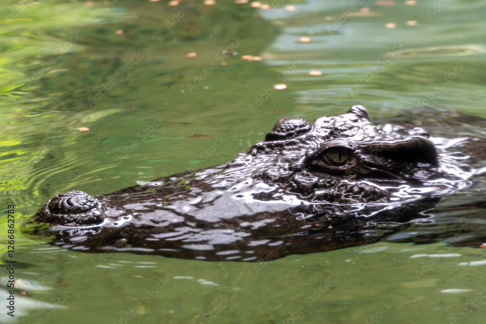 Crocodile in the water face detail Crocodile in the water face detail