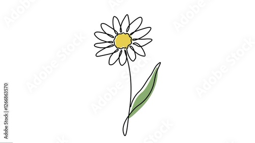 Daisy flowers plant elegance continuous line drawing animation. 