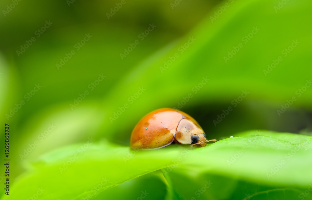 Fototapeta premium Ladybug (Coelophora inaequalis)