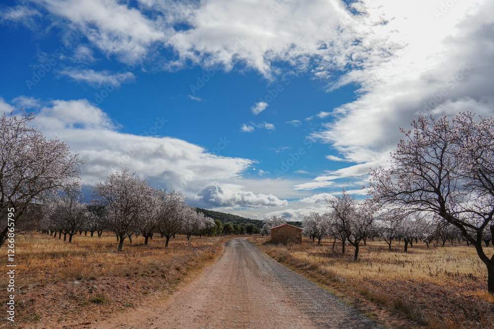 Almond trees with white beautiful flowers, rural landscape in winter Teruel Aragon Spain Almond trees with white beautiful flowers, rural landscape in winter Teruel Aragon Spain