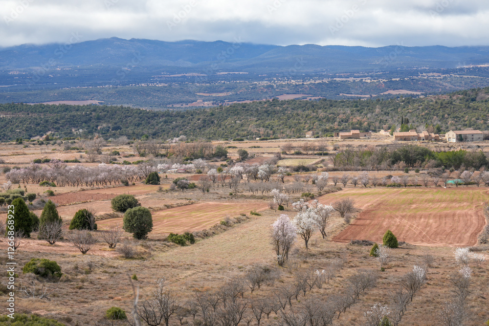 Obraz premium Almond trees with white beautiful flowers, rural landscape in winter Teruel Aragon Spain Valbona village in winter