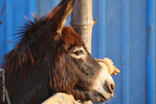 Donkey is the symbol of democratic party in the USA.Domestic donkey in a cage with sunlight falling on it with blue background.Young and healthy donkey in a captive environment.
