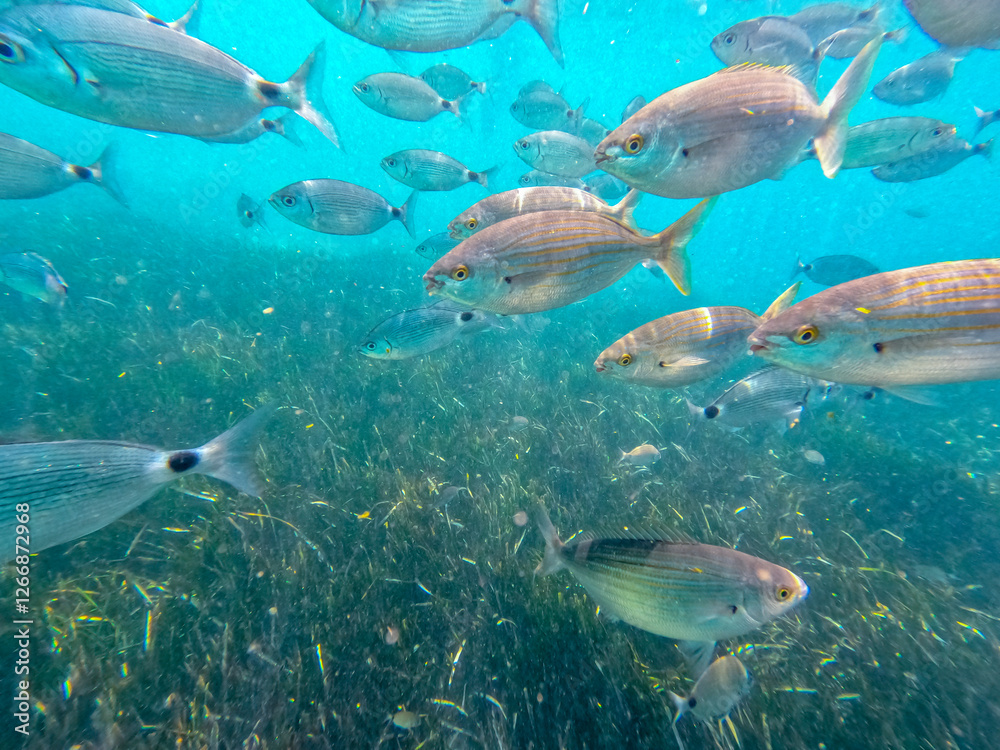 Fototapeta premium Raco del Conill beach in Villajoyosa Alicante Spain underwater with oblada melanura fishes