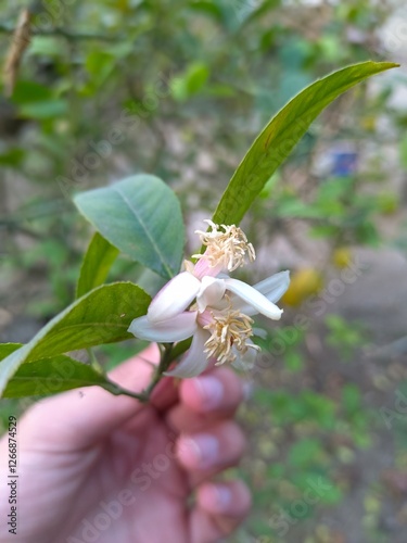 Fresh Lemon Blossoms in Bloom