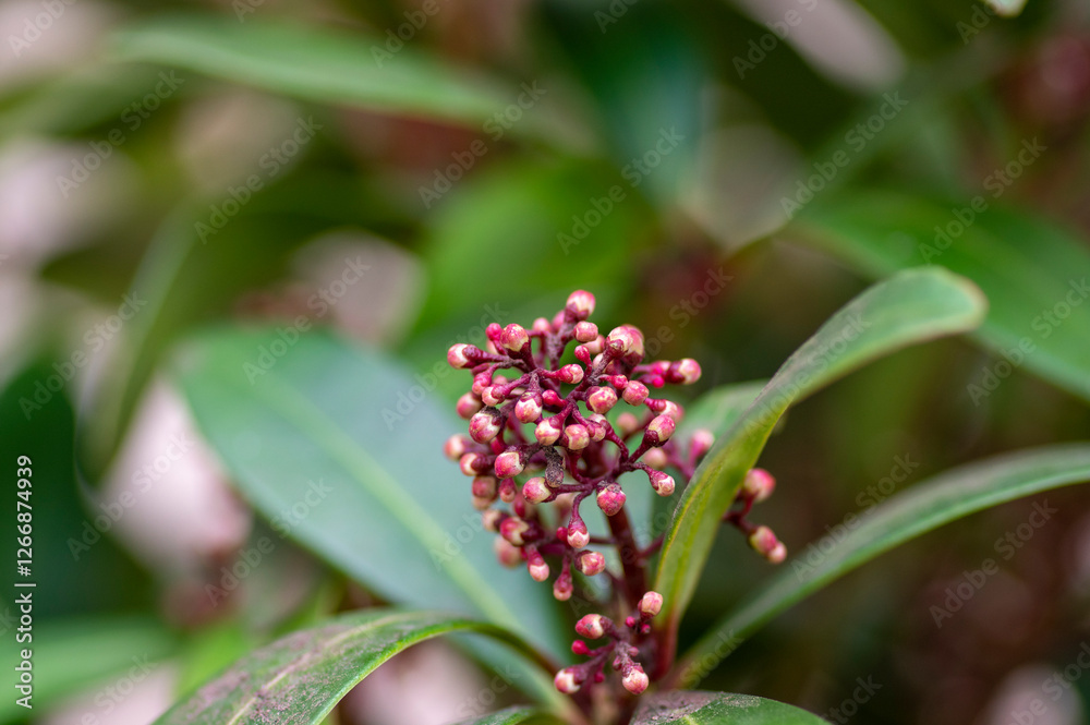 Skimmia japonica rubella japanese flowers in bloom, beautiful ornamental early spring ping white flowering shrub with buds