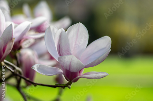 Obraz na płótnie Magnolia soulangeana also called saucer magnolia flowering springtime tree with beautiful pink white flower on branches w salonie
