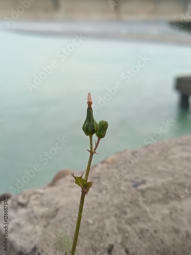 A single flower stands on the shore of a lake, 
