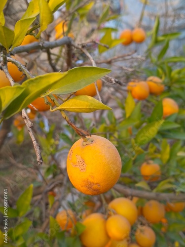 Oranges growing on a tree in a garden with ripe fruits among green leaves