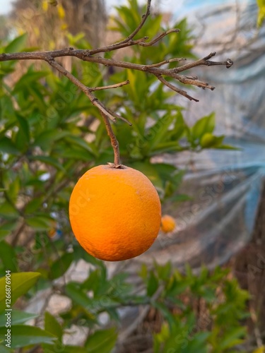 Orange tree with ripe fruits growing among green leaves