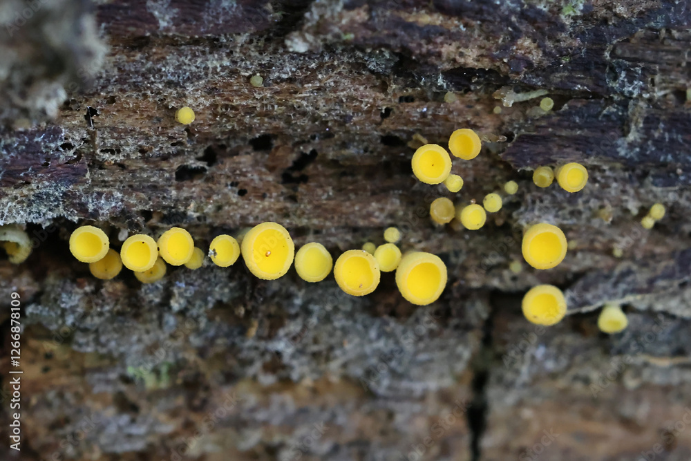 Ditiola radicata, a jelly fungus from Finland, no common English name Ditiola radicata, a jelly fungus from Finland, no common English name