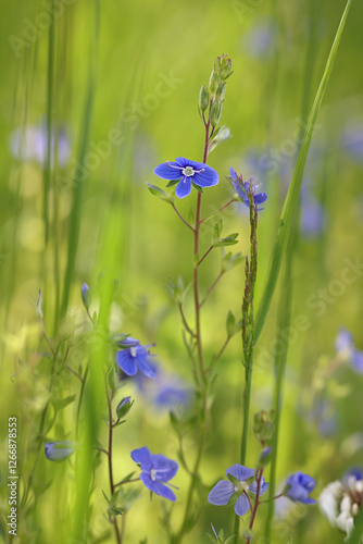 Fototapeta Naklejka Na Ścianę i Meble -  Veronica chamaedrys, commonly known as Germander speedwell or Bird’s-eye speedwell, wild  plant from Finland