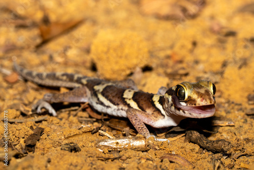Madagascar ground gecko an endemic reptile