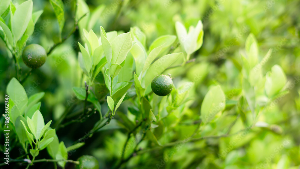 Green Limes Hanging on Tree in Natural Light
Green Limes Hanging on Tree in Natural Light