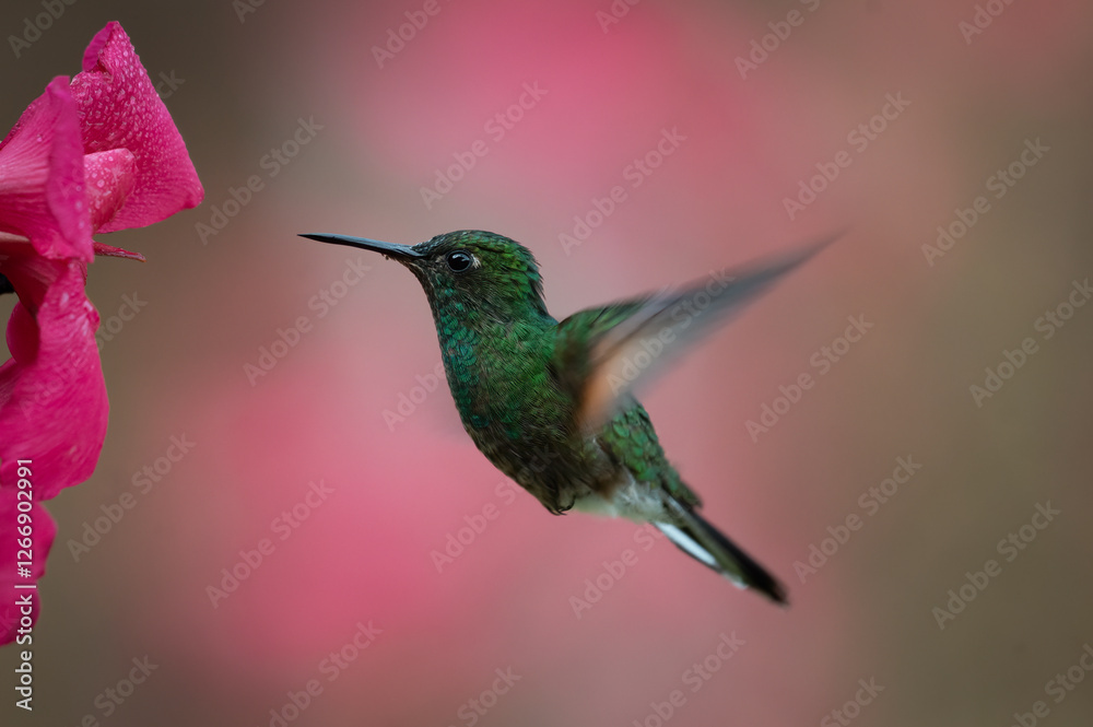 Fototapeta premium Stripe-tailed Hummingbird (Eupherusa eximia) male feeding on a flower, Costa Rica