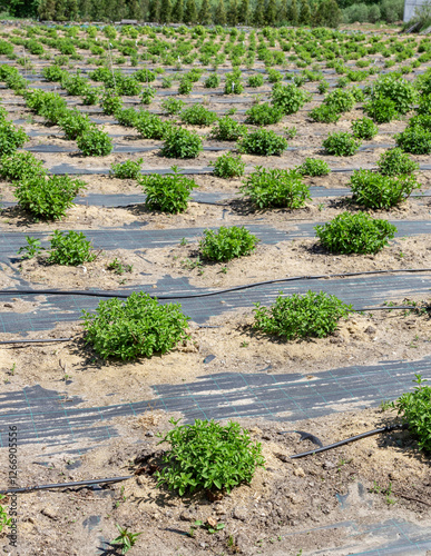 Field of plants with a black plastic covering on the ground photo