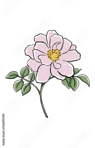 Illustration of a pink rosehip flower. Vector illustration