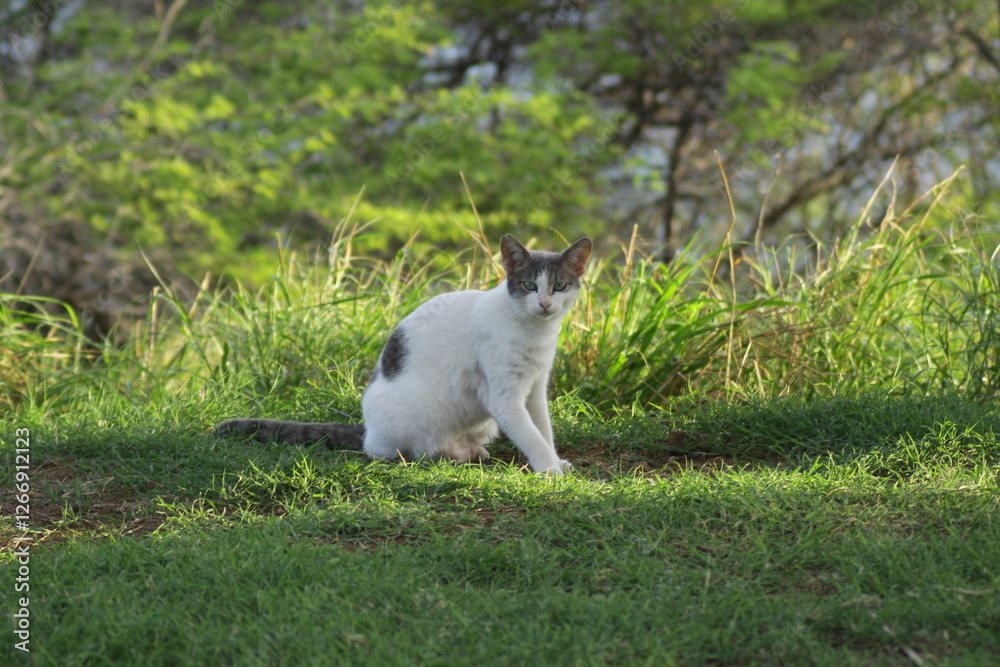 Cat Cat