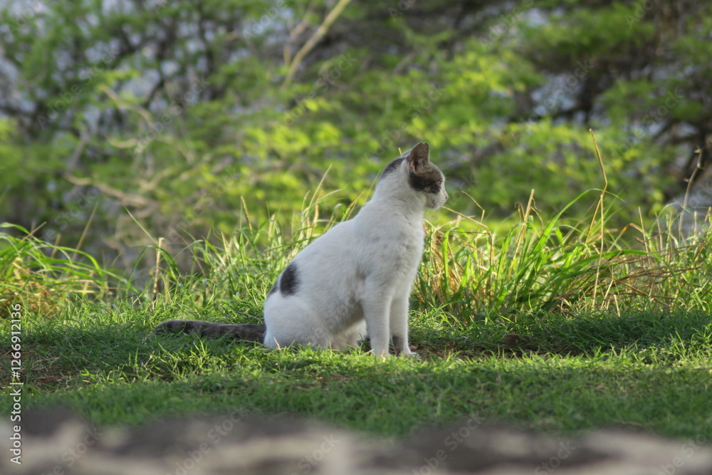 Fototapeta premium Cliff kitty