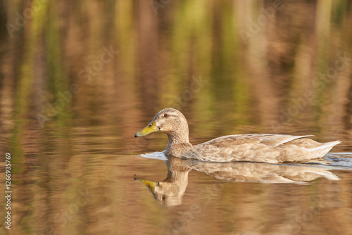 ánade común o azulón (Anas platyrhynchos)
