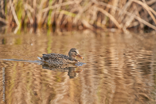 ánade común o azulón (Anas platyrhynchos)