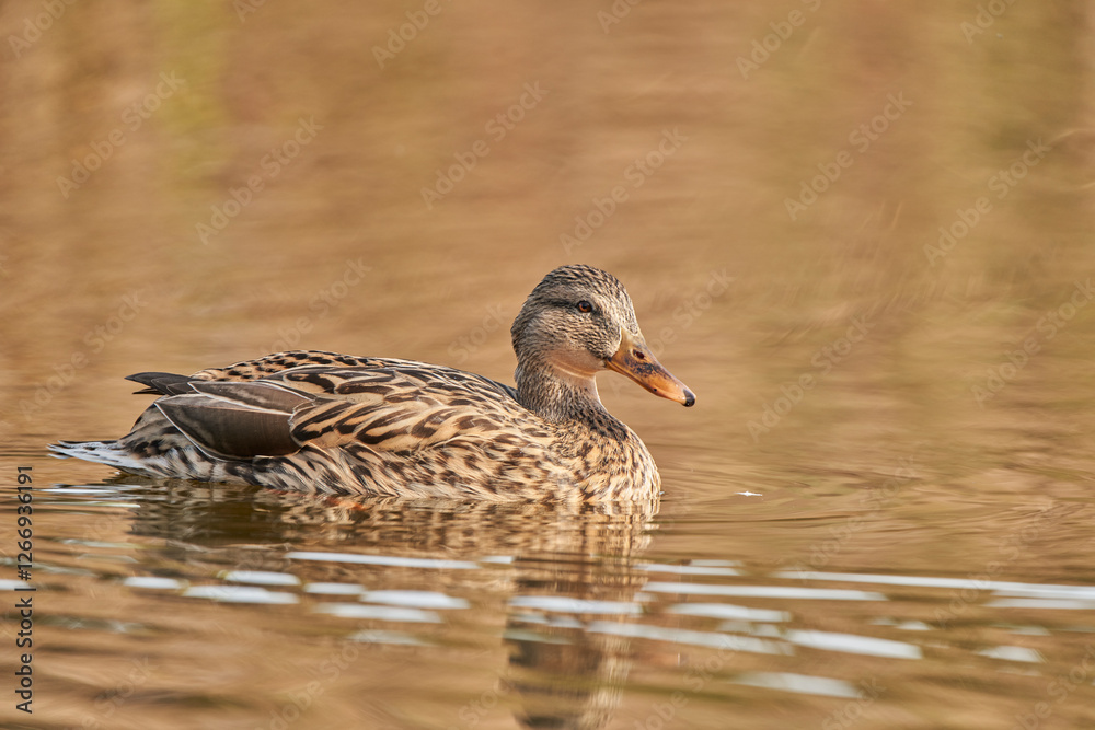 ánade común o azulón (Anas platyrhynchos) ánade común o azulón (Anas platyrhynchos)