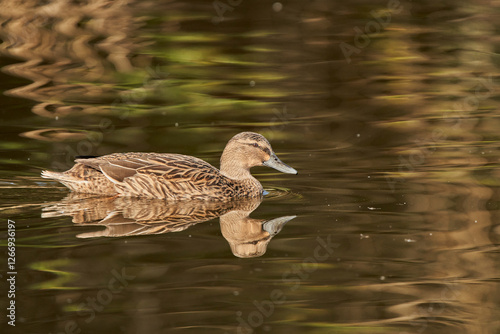 ánade común o azulón (Anas platyrhynchos)