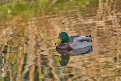 ánade común o azulón (Anas platyrhynchos)