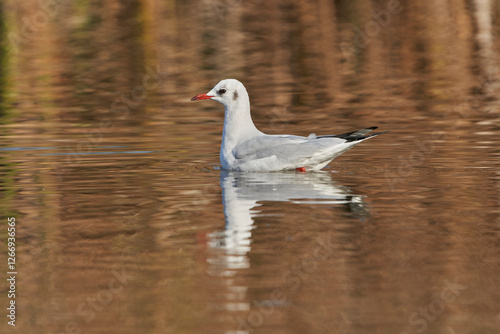 gaviota reidora (Chroicocephalus ridibundus, antes Larus ridibundus)​​  photo