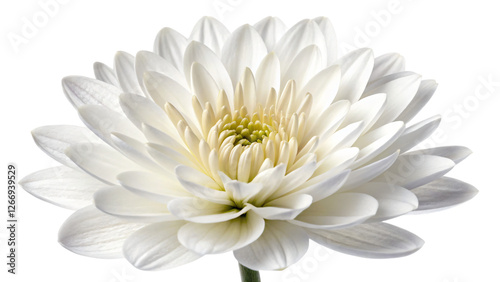 Wallpaper Mural Beautiful white bloom, isolated on a white background, evoke the beauty of spring Torontodigital.ca