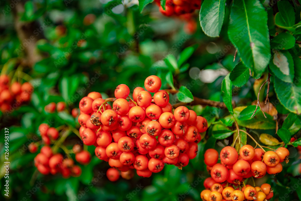 Fototapeta premium Close-up of bright orange firethorn berries on green leafy bush in natural outdoor setting 