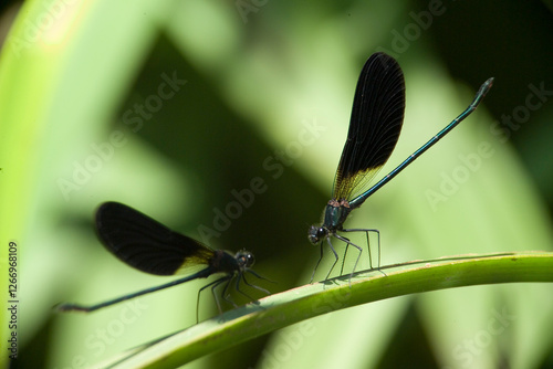 Una 'damigella' (Calopteryx virgo). Dal suo posatoio il maschio vigila i territorio dove caccia e si riproduce.