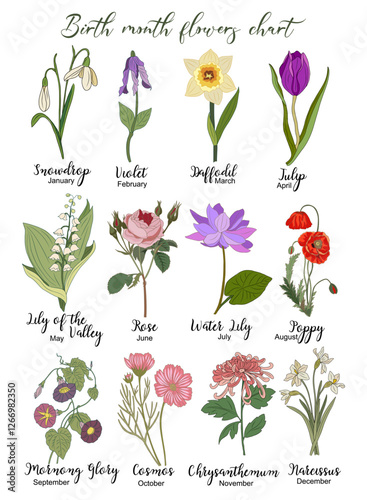 Set of Birth month flowers colored line art vector illustrations. Snowdrop, tulip, daffodil, rose, lily of the valley, violet, poppy, morning glory, chrysanthemum drawings for tattoo, logo, wall art.