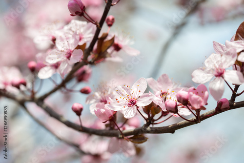 Obraz na płótnie Branch with light pink flowers of Sakura on pale blue sky background . Selective focus. Shallow DOF. w salonie