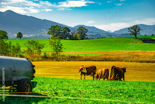 Scenic Ammersee countryside with grazing cows in lush green fields, framed by distant mountains under a bright sky, perfect for nature and agricultural themes.