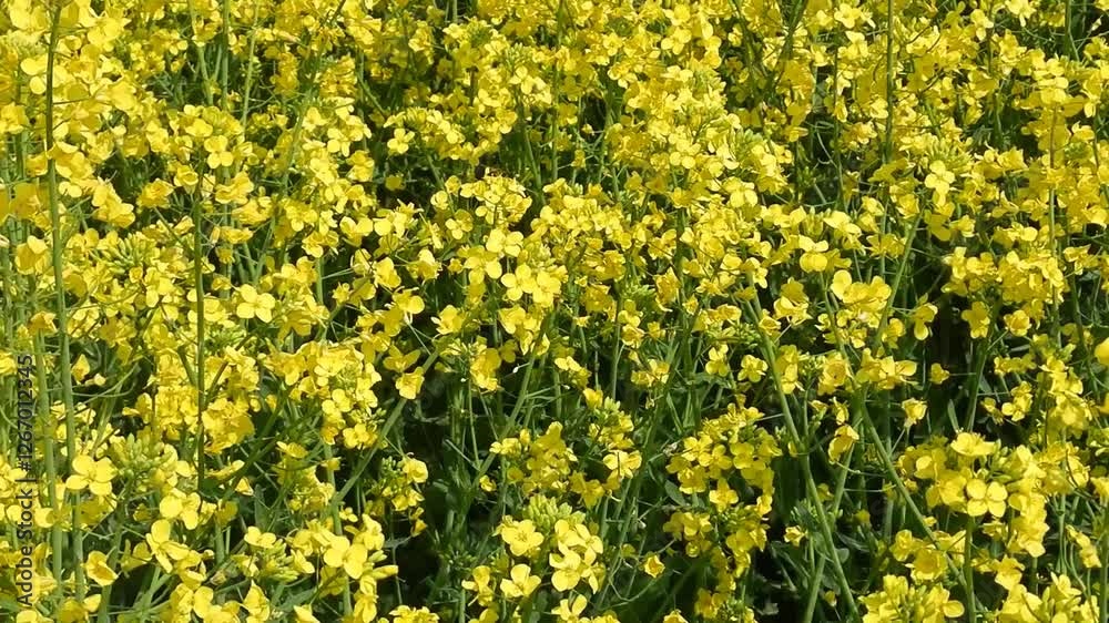 Flourishing field of Rape and bees on yellow flowers moved by wind on sunny spring season - real time with zoom in. Topics: pollination, beauty of nature, cultivation, agriculture, vegetation, season Flourishing field of Rape and bees on yellow flowers moved by wind on sunny spring season - real time with zoom in. Topics: pollination, beauty of nature, cultivation, agriculture, vegetation, season